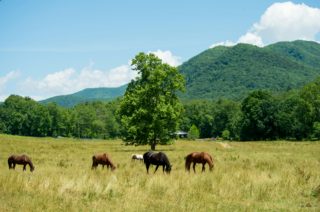 Discover These East Tennessee Staycation Destinations